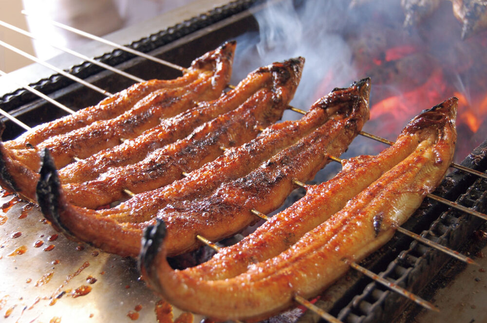 愛知　三河一色産うなぎとみかん狩り